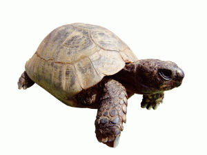 Schildkröte verpackungssymbol